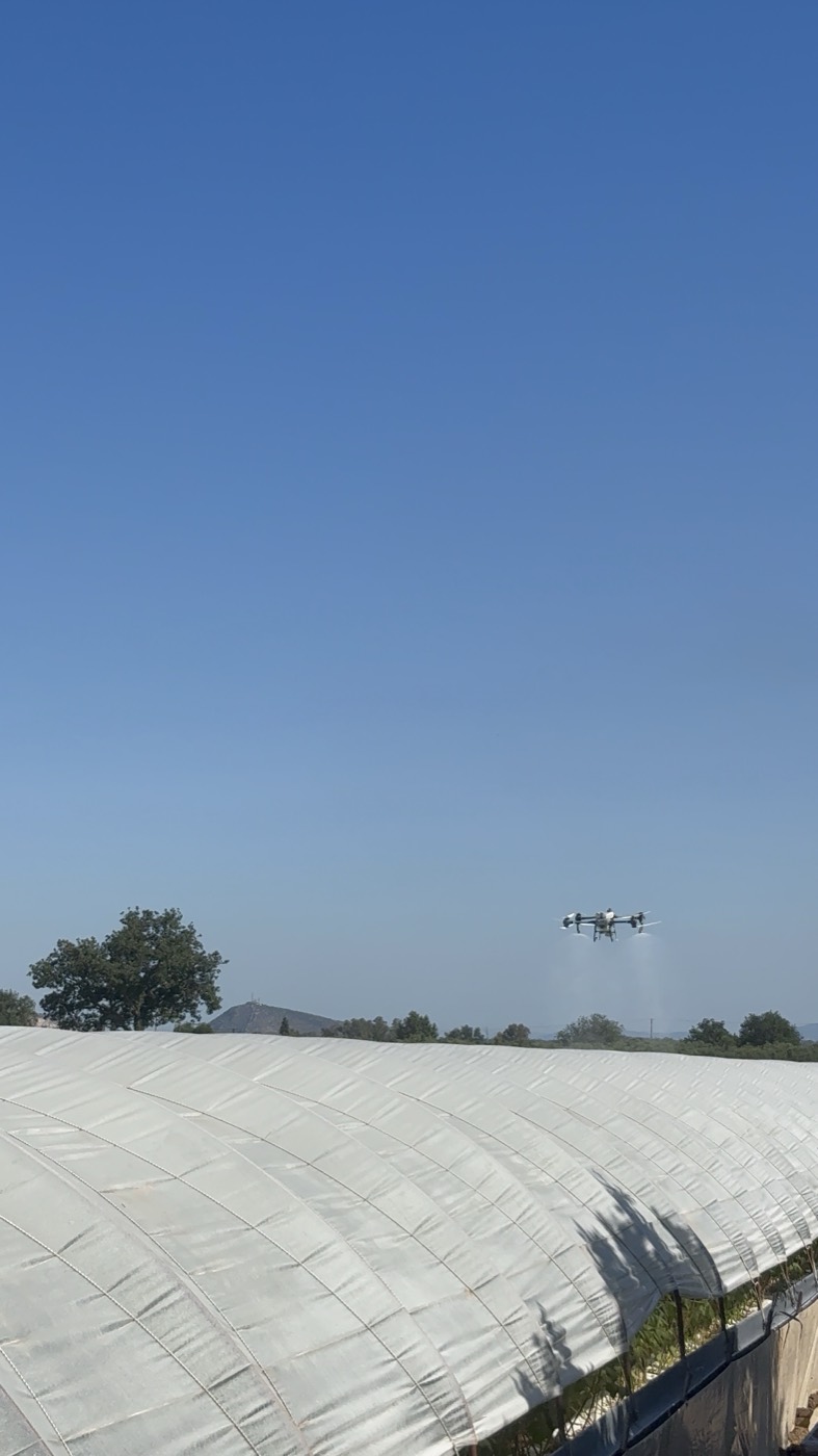 Το DJI Agras T50 της Agrofly περνά ψεκάζοντας πάνω από τούνελ θερμοκηπίου