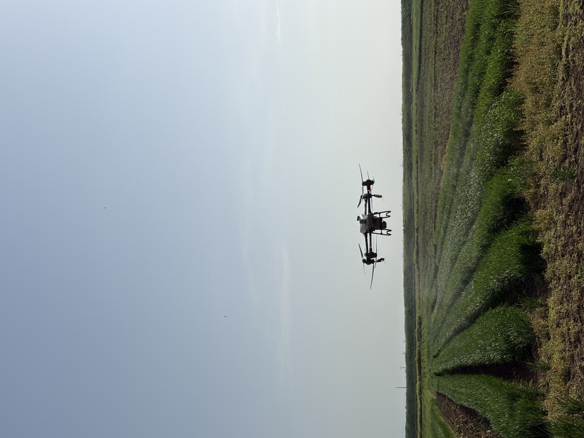 Το DJI Agras T50 σε χαμηλή πτήση ψεκάζει πάνω από χωράφι, με ορατό το νέφος ψεκασμού